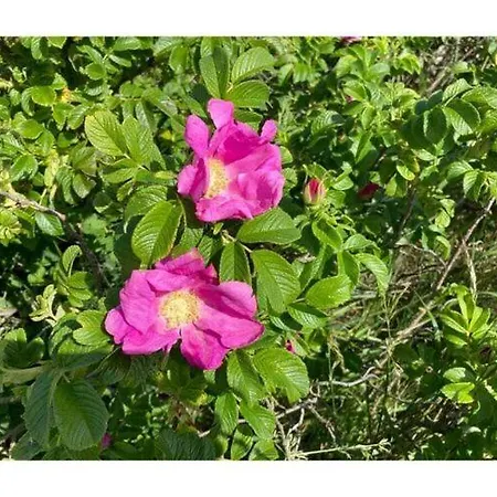 Appartement Coastal Rose